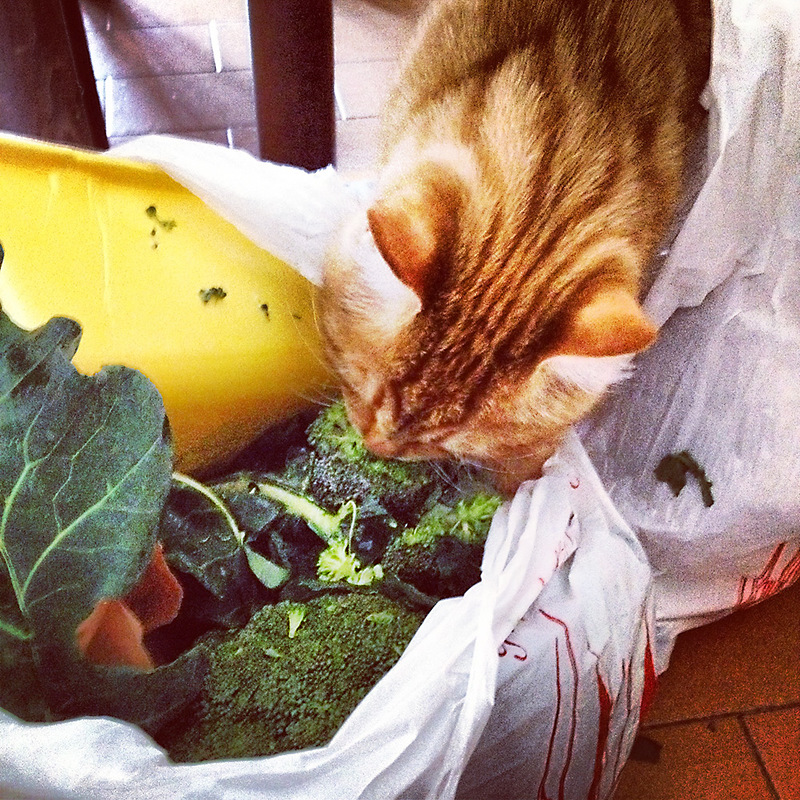 il gatto e i broccoletti